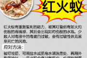 【中国の反応】都内でヒアリ50匹以上を確認！！？中国人「トリハダなんですけど」