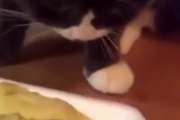 こいつらリアクション芸人かよ。猫にドリアンを与えてみた結果・・・。海外の反応