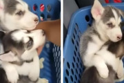 「連れて行かないで〜」妹をギュッと抱きしめ連れていかれないように頑張る子犬が可愛い！