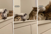 かくしてブリティッシュショートヘアー2匹は恋に落ちた