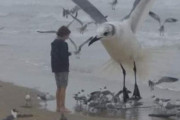 外国人「酷すぎて逆に良くなった動物写真を見せていくｗｗｗｗ」