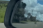 【海外】「 rearview mirror で犬が助けを求めて近づいてきた！感動の出会いとは？」