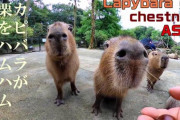 カピバラが栗をハムハムする咀嚼音　海外の反応
