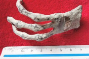 【海外】ペルーのエイリアンミイラの口の中で意外な発見！