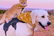他の犬たちとの遊び方が分からなかったサービスドッグが心を開いた相手とは？