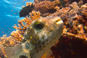 仰天！アマミホシゾラフグの生態「俺より魚のほうが絵が上手いとは」「このオスは楽しそうだ」海外の反応