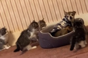 進撃の子猫たち！ジリジリと迫ってくる4匹の子猫にどうしていいかわからないワンちゃん