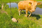 子牛が危ない！人間に助けを求めるお母さん牛！