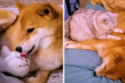 猫「マッサージしてあげる♪」犬「可愛い奴……」遊ぶ時も寝る時も一緒な仲良しすぎる柴犬と猫