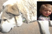 【海外】アリゾナ砂漠を7マイルも旅して迷子の幼児を救った犬の物語