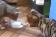 ネコ同士の飲み物を巡る争いが面白すぎる件　　←声出してワロタｗ　海外の反応