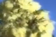 花粉なんて大したことがない、そう思っていた時期が僕にもありました。この量の花粉は誰でも死ねる。海外の反応
