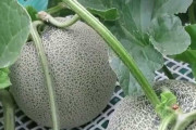 海外「信じられない！」日本で逮捕された北斗神拳の伝承者に海外びっくり仰天！（海外の反応）