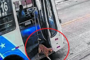 ひとりで乗れるもん。たった1回の経験でバスの乗り方を覚えた犬、飼い主に会いたくて何度も訪問
