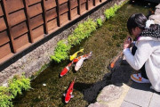 【海外の反応】日本の用水路には鯉が生息しているわけだが…