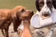 「サンダルを履きたいんだけど…」犬が全力でジェスチャーしてくるとき