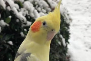 はじめて外で雪を見たオカメインコの反応がキュート.｡.:*♡