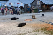 ボーダーコリー3匹の連携が凄い！中央に置かれた輪っかにアヒルを誘導する牧羊犬たち