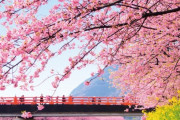 【画像あり】韓国人「日本の桜がとても美しい‥日本に暮らしたい」　韓国の反応