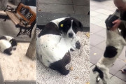 3年間行方不明の愛犬を探し続けた男性→連絡を受けて目撃場所へ→名前を忘れていなかった愛犬と奇跡の再会！