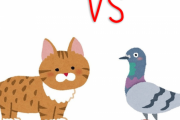 「ハト軍団 vs 猫」手に汗握るにらみ合い