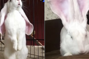 持ち上げるとまるでレタスみたいな耳？大きすぎる耳を持って生まれた白ウサギのルーカスくん₍ᐢ › ༝ ‹ ᐢ₎