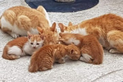 【猫】韓国人「韓国にも猫島ができる！島の住民と猫が一緒に暮らす猫の聖地が誕生へ」　韓国の反応
