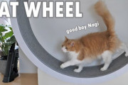 コメントの外国人たちもメロメロ⁉キャットホイールで遊ぶネコちゃんたちが可愛い！！
