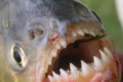 海外「アマゾン川で行うピラニア漁がクレイジーすぎるｗｗｗ」ピラニアって食べれるの？ 正気とは思えないよ！！