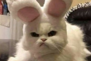 外国人「ミームになるために生まれたような猫を集めてみたｗｗｗｗ」