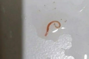 【韓国】ソウルでも「水道水の幼虫」発見