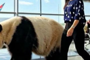 中国人「世界で最も清潔な空港トップ10、日本から3つがランクイン」　中国人「トップ10は全部日本では？」「あの大国が無い」