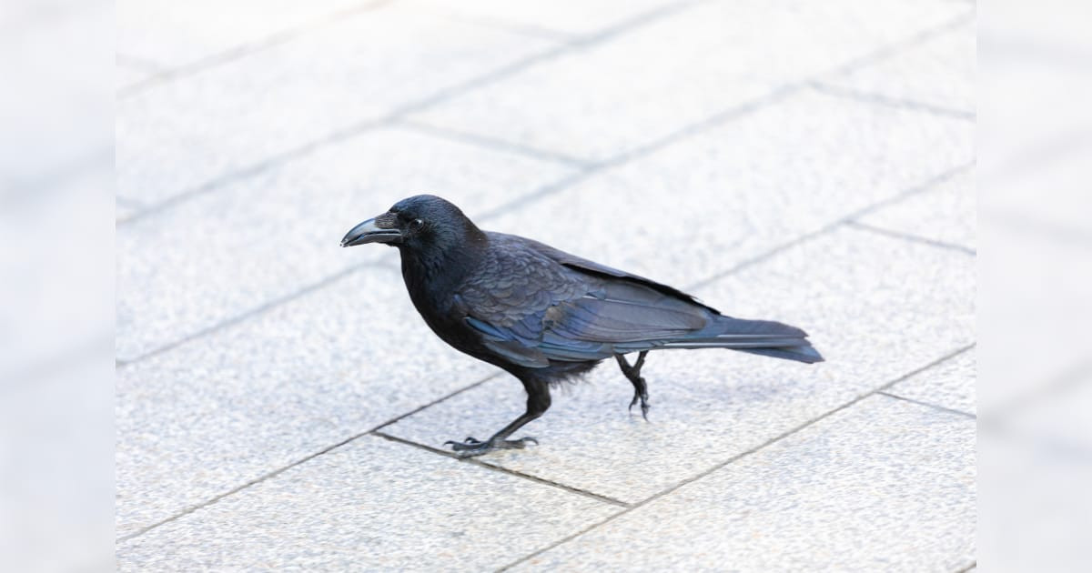 日本人が道で会ったカラスが懐いて家までついてきた結果【台湾人の反応】 | 海外の反応アンテナ