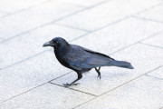 日本人が道で会ったカラスが懐いて家までついてきた結果【台湾人の反応】