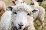 モコモコすぎる野良ヒツジの姿がこちらwww「大変だったね！」「保護されてよかった」海外の反応