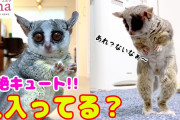 【動画】コンタクトを落とした人みたいな動きのショウガラゴ