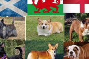 外国人「イギリスから生まれた犬って最高だと思わないか？」