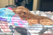 【衝撃】韓国人さん「食犬禁止が“決定的”って噂で、駆け込み需要がヤバい状況らしい」