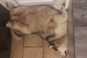 ドア前の隙間に大きなワンコが詰まって寝てて開けれない→退いて貰ってドアを開けると…！！