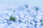 日本の「桜とネモフィラのコラボ写真」があまりにも美しくて癒やされる！【台湾人の反応】