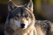 絶滅危惧種のオオカミが1万4000キロ踏破も、交尾相手を最後まで見つけられず孤独に息絶える(´；ω；｀)