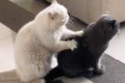 猫がやる肩周りのツボ押しマッサージ