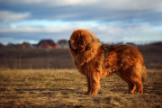 【海外】最高級の犬種12選：秋田犬からサモエドまでの高額犬の魅力とは？