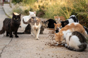 【海外】野生猫の群れは何と呼ばれる？種類別の興味深い名称とは