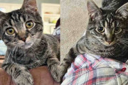 【海外】森の近くで見つけた子猫を救出！でも、その子猫が頭から離れない理由とは？