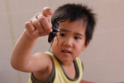 強くてかっこいいクワガタ-しかし最後に衝撃の結末が待っていた 海外の反応