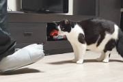普通のスリッパでもビビる猫に獣足スリッパを見せたら、どんな反応をするのか試してみたよ！