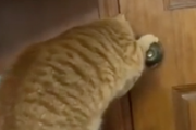 丸いドアノブを開けちゃう天才猫