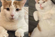 【海外】「街の人気者だった猫が夢の家族と出会い、ついに settle down を決意！」