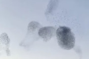 空を舞うムクドリの大群、シンクロ率が高すぎてもはや催眠状態かと疑うレベルな件　海外の反応